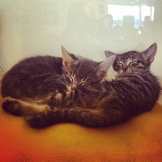 10173682_10154103058860471_3980389779138439706_n