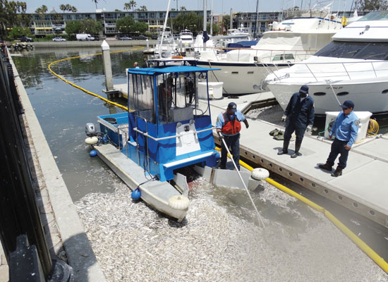 L.A. County Dept. of Beaches and Harbors workers collecting dead debrie in Marina del Rey (photo credit:  Joe Piasecki, Argonaut News) 