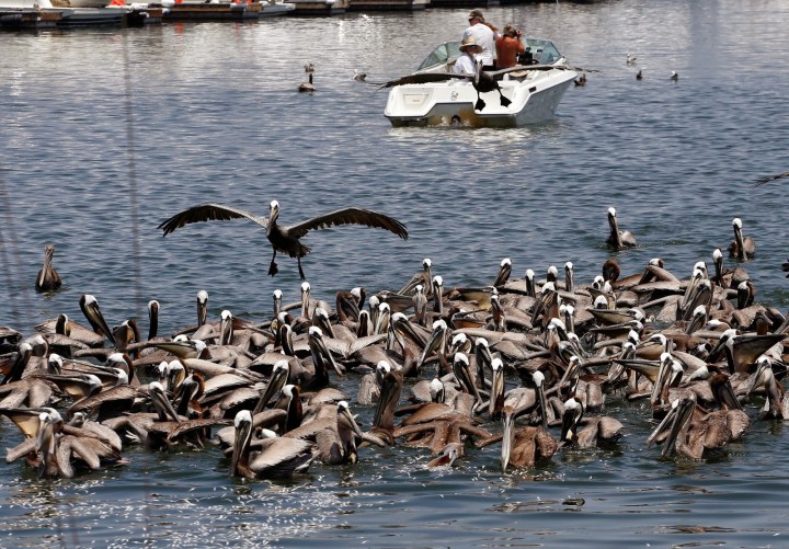 Pelicans en mass eating dead anchovies (photo credit: Jonathan Alcorn)