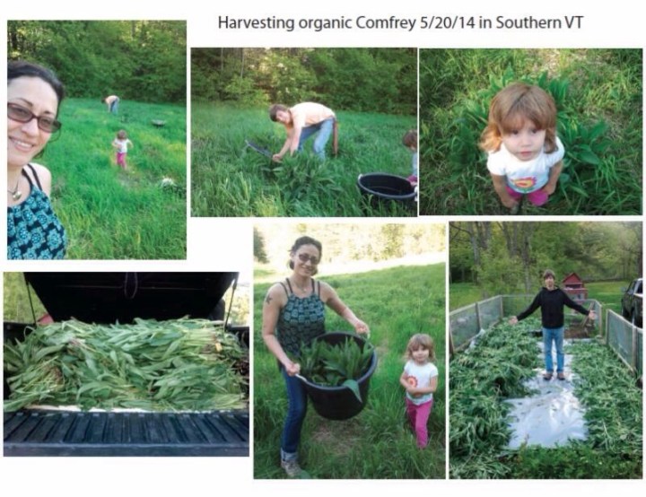 The Sol family harvesting fresh comfrey for their incredibly line of GoodBody Products (photo: courtesy of GoodBody Products)