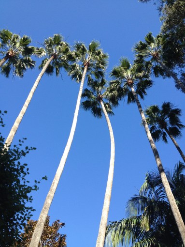 ATW Lake Shrine Palm trees