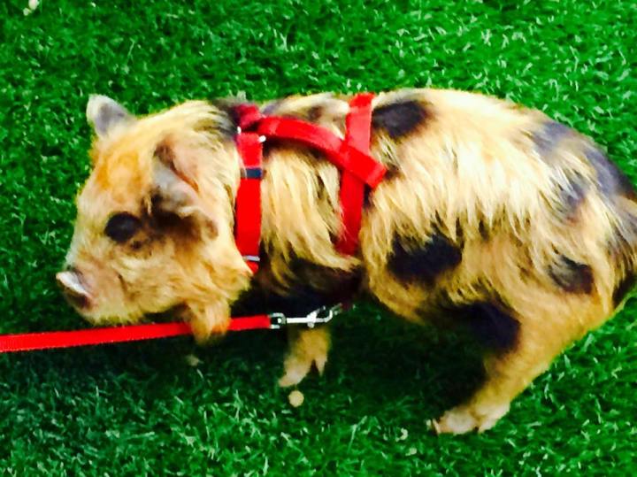 This little piggy isn't quite ripe. The Oinkster at Couchon555 in LA. (Photo credit: Scott Bridges)