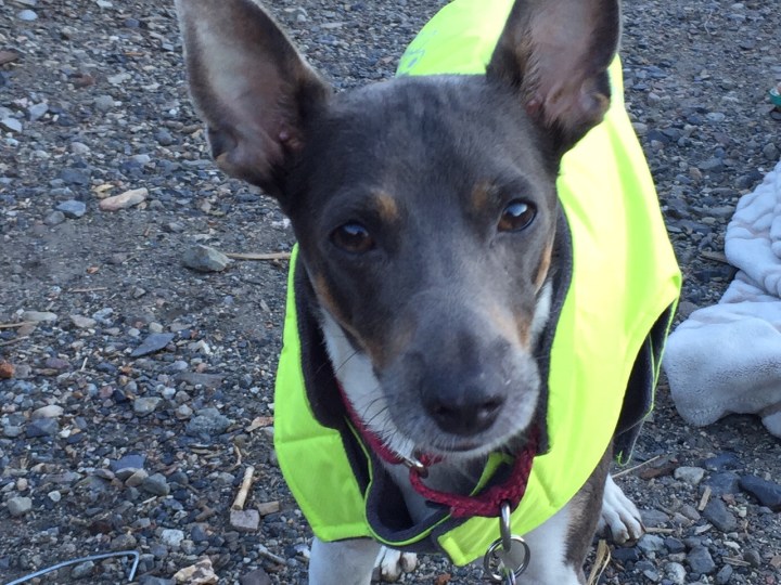 Augustus, aka, Auggie, aka, bear hunter (Photo by Scott Bridges)