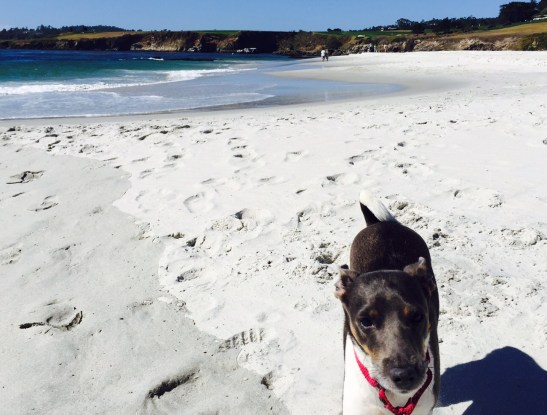 More than dog-friendly, Carmel-by-the-Sea is dog-loving (photo by Scott Bridges) 
